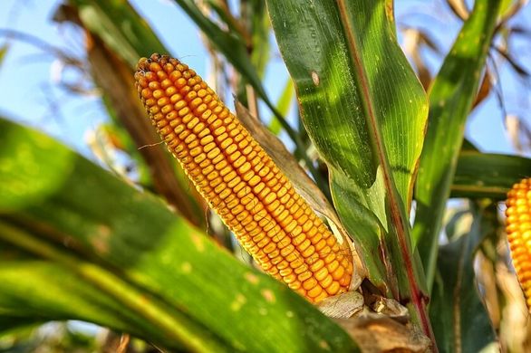 Семена кукурузы гибрид Дельта (ФАО 280)