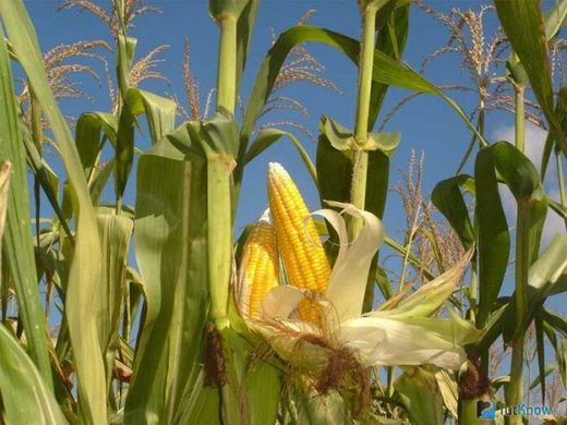 Семена кукурузы гибрид ЯНИС (ФАО 270), 2023