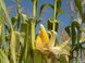 Семена кукурузы гибрид ЯНИС (ФАО 270), 2023
