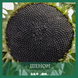 Насіння соняшнику  Шенон SU (110дн) стійкий до гранстару, високоурожайний, 2023, 50-62 г, Стандарт