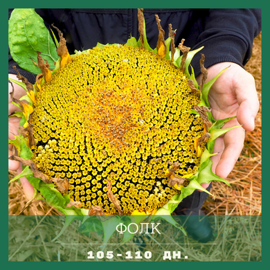 Семена подсолнечника ФОЛК A-G+ (110дн)высокоурожайный / толерантный к гранстару, 2023, 829119718, Стандарт