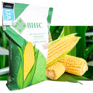 Семена кукурузы гибрид ГРАН 6 (ФАО 300), 2023, 3 фракція