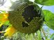 Насіння соняшнику ФОЛК A-G+ (110дн)високоурожайний / толерантний до гранстару, 2023, 50-62 г, Стандарт