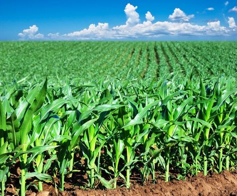 Семена кукурузы гибрид ВН 6763 (ФАО 320)