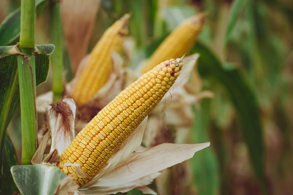 Семена кукурузы АМАРОК 290 (ФАО 320), 2023