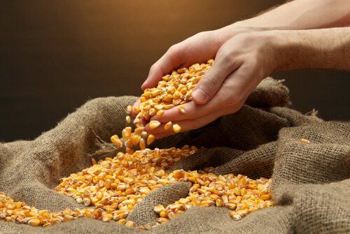 Семена кукурузы гибрид ОНИКС (ФАО 350)