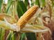 Насіння кукурудзи гібрид ТЕСЛА (ФАО 350), 2023