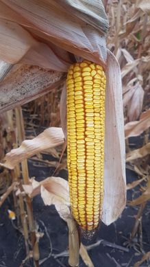 Семена кукурузы ГРАНД 240, 2023