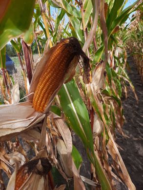 Семена кукурузы ГРАНД 240, 2023