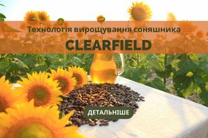 Насіння соняшника від НК»ГРАН» під технологію вирощування Clearfield