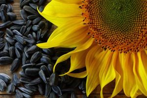 Схема та рекомендації для удобрення посівів соняшнику
