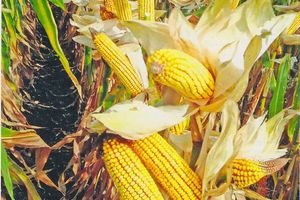Схема та рекомендації для удобрення посівів кукурудзи