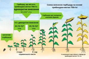 Технологія вирощування соняшника під гранстар в Україні (Експрес, ЕкспресСан, SUMO)