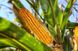 Насіння кукурудзи гібрид Дельта (ФАО 280)