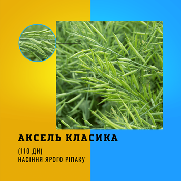 Семена ярого рапса ГИБРИД АКСЕЛЬ