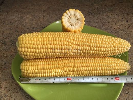 Насіння кукурудзи гібрид ВАКУЛА (ФАО 250)