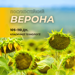 ВЕРОНА(105-110дн.), посухостійкий, (КЛАСИКА)