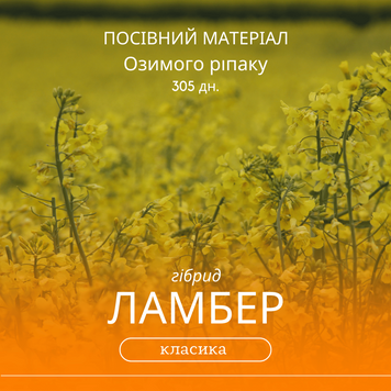 Насіння озимого ріпаку  ЛАМБЕР ( класика ) гібрид 300 - 305 днів,  середньоранній