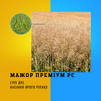 Насіння ярого ріпаку гібрид - МАЖОР ПРЕМІУМ РС - Середньоранній (105 дн.)