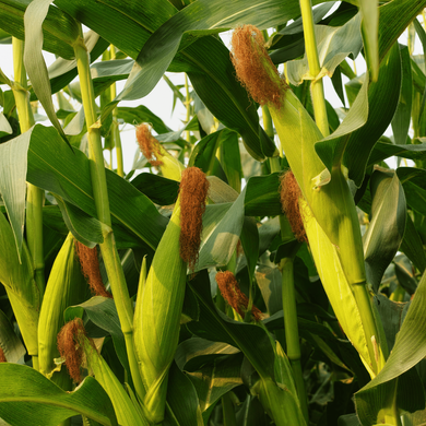 Насіння кукурудзи гібрид ФАРАОН (ФАО 280-300) новинка 2024, 2023