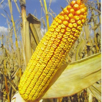 Насіння кукурудзи гібрид ГРАН 6 (ФАО 300)