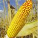 Насіння кукурудзи гібрид ГРАН 6 (ФАО 300)