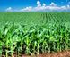 Насіння кукурудзи гібрид ВН 6763 (ФАО 320)
