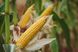 Насіння кукурудзи гібрид АМАРОК 290 (ФАО 320), 2022