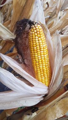 Насіння кукурудзи гібрид ОНІКС (ФАО 350)