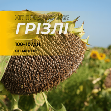 ГРІЗЛІ (100-107 дн.) має високий потенціал врожайності