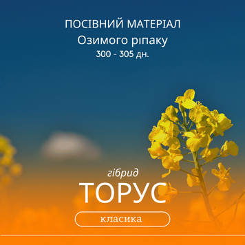 Насіння озимого ріпаку ТОРУС ( класика )  300-305 дн., середньоранній гібрид , 2025