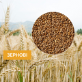 Озимі зернові