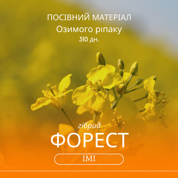 Насіння озимого ріпаку ФОРЕСТ ІМІ -  гібрид 310 дн.