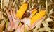 Насіння кукурудзи гібрид ГРАН 220 (ФАО 210) з високою стабільністю врожаю, 2022