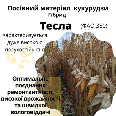 Насіння кукурудзи гібрид ТЕСЛА (ФАО 350)