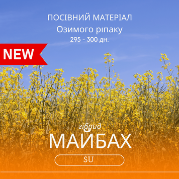 Семена озимого рапса МАЙБАХ SU &ndash; 305 дн., среднеранний