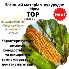 Насіння кукурудзи Тор  (ФАО 280)