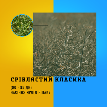 Насіння ярого ріпаку гібрид СРІБЛЯСТИЙ ( КЛАСИКА )ранньостиглий  -  90-95 дн.