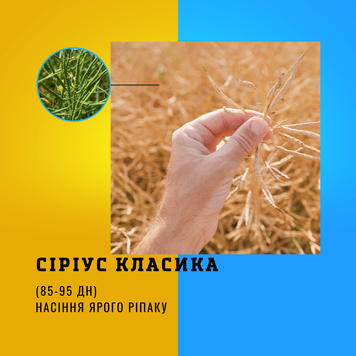 Насіння ярого ріпаку гібрид - СІРІУС ( КЛАСИКА )ранньостиглий  -  85 - 95 дн.