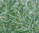 Насіння ярого ріпаку гібрид - СІРІУС ( КЛАСИКА )ранньостиглий  -  85 - 95 дн.