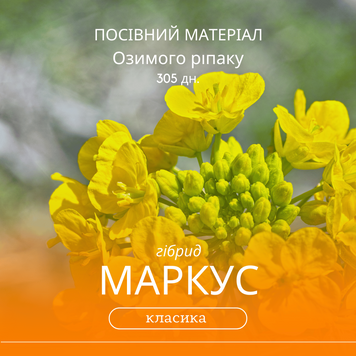 Насіння озимого ріпаку МАРКУС (класика)  гібрид 305 дн., середньоранній