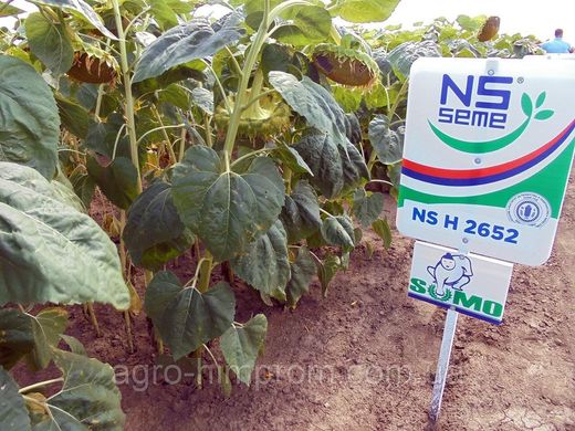 Семена подсолнечника НС X 2652 (толерантен к Гранстар) гибрид сербской селекции Нови Сад
