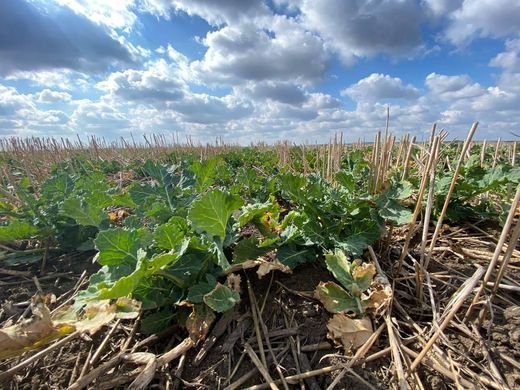Насіння озимого ріпаку ГРАНДІС ( класика ) гібрид 300 - 305 днів