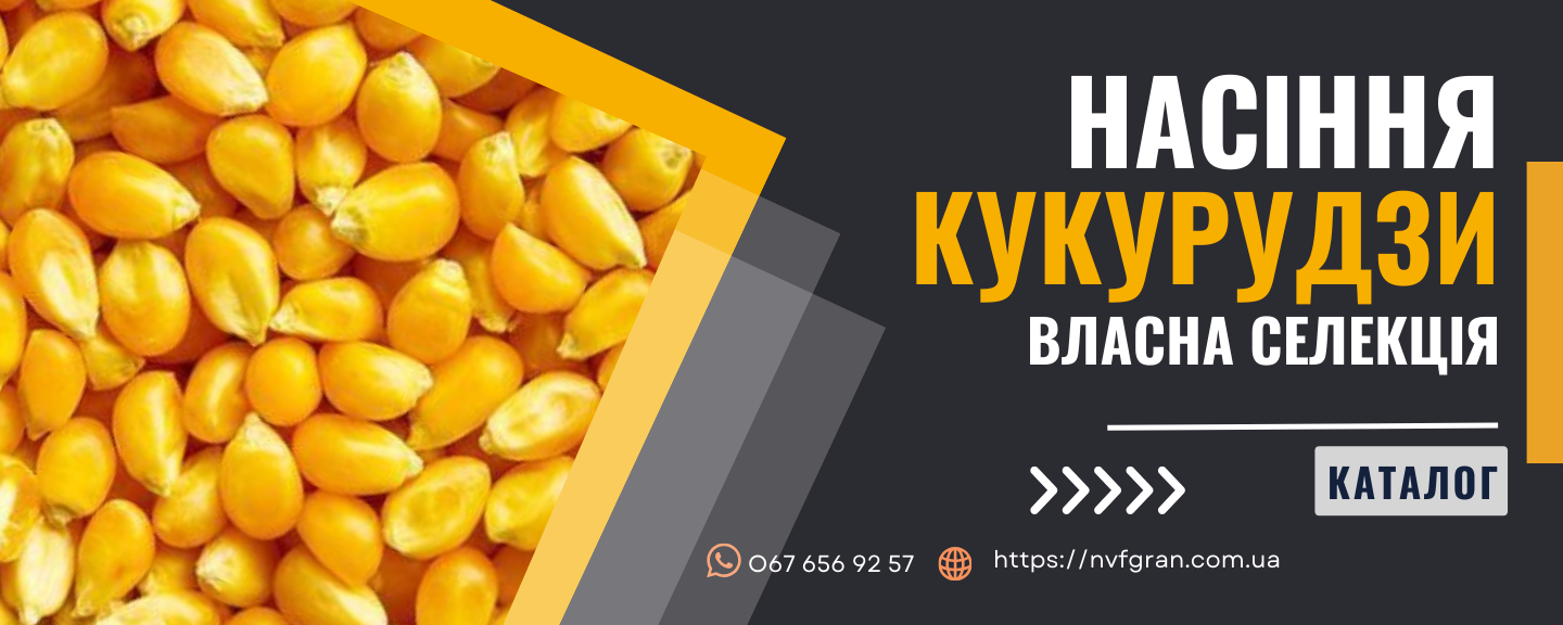 Високоякісне насіння гібридів кукурудзи україна