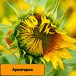 Насіння соняшнику гібрид АРМАГЕДОН (під євро-лайтнінг)