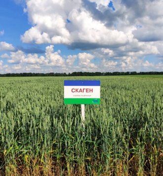 Насіння озимої пшениці СКАГЕН (безоста) Середньорання 2025 року