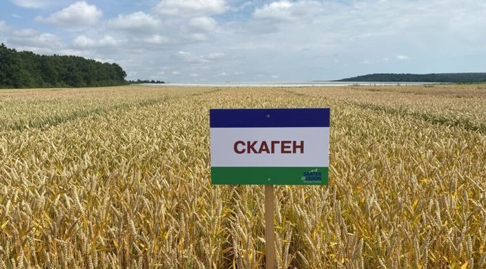 Семена озимой пшеницы СКАГЕН (безоста) Среднегодование 2025 года