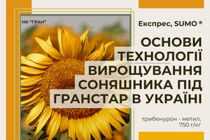 Технологія вирощування соняшника під гранстар в Україні (Експрес, ЕкспресСан, SUMO)