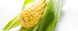 Насіння кукурудзи ГРАН 1 (ФАО 370)