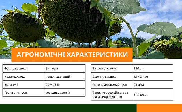 СУЛЬФОСОЛ (НОВИНКА 2024) Насіння соняшнику гібрид під гранстар 50г/га